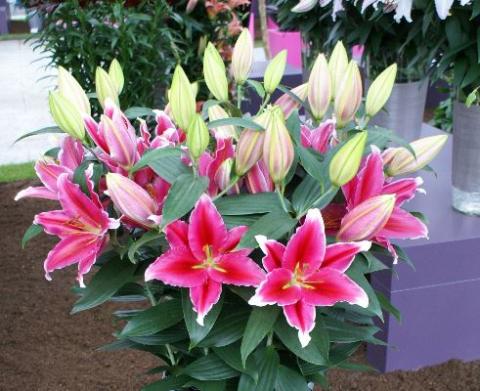 Potted pink lillies in the foreground, some are open and some still closed, with more pots in the background.