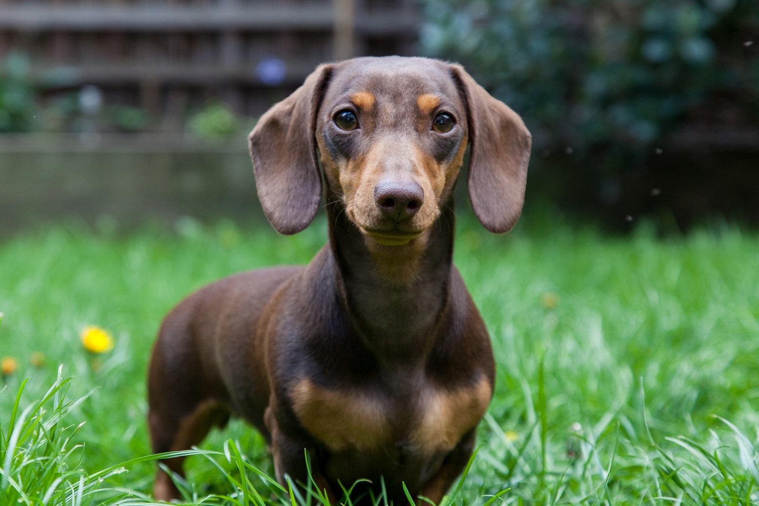 Dachshund dog on a lawn