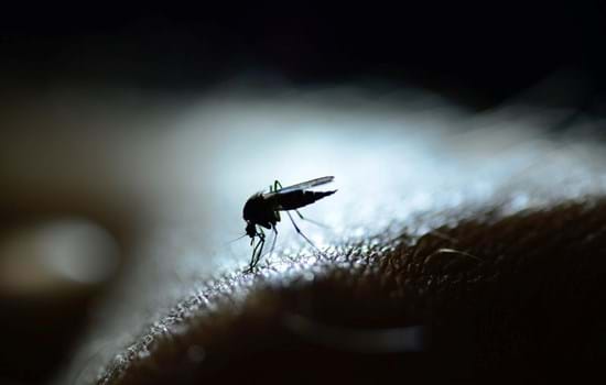Malaria_small.jpg